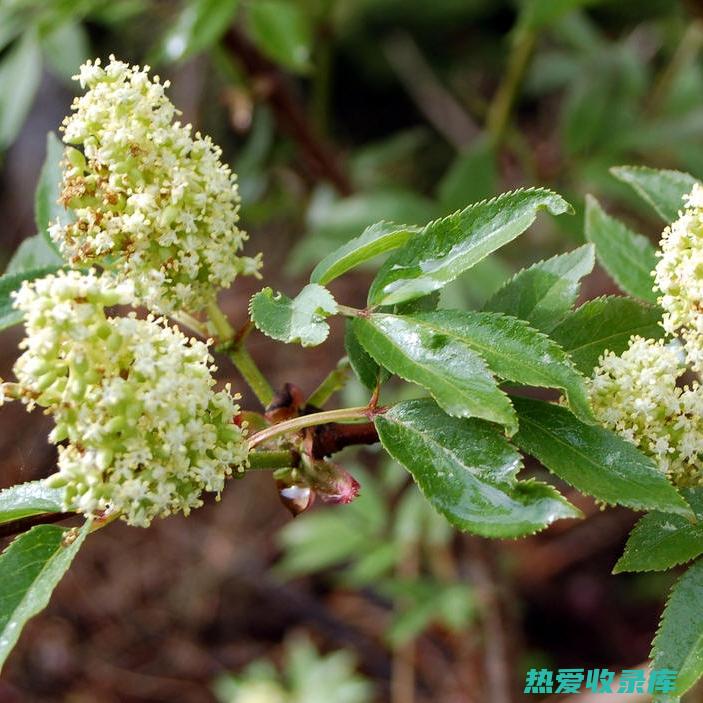 抗菌：马尿骚中的氨和尿素具有抗菌特性，可用于治疗伤口和感染。(马尿骚的药用)