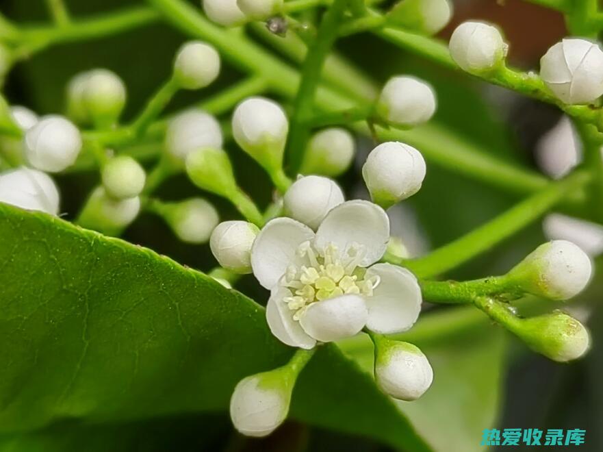 芦根的神奇功效：揭秘传统中药宝库的馈赠 (芦根的神奇功效与作用副作用百那些)