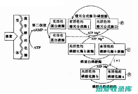 激素失衡(激素失衡是什么原因)