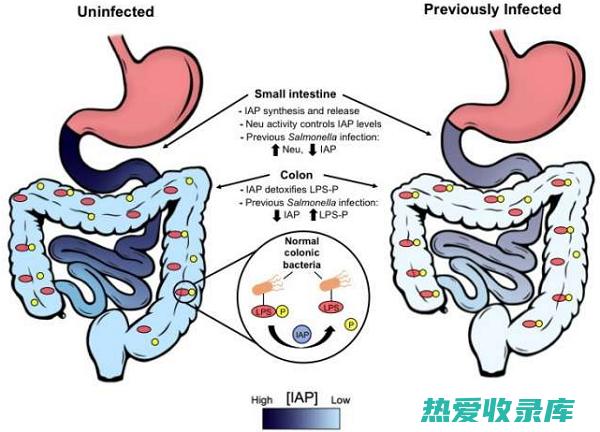 细菌性感染：炮台芪具有抗菌消炎的功效，可以抑制细菌的生长，预防和治疗细菌性感染。(细菌性感染发烧一般持续几天)