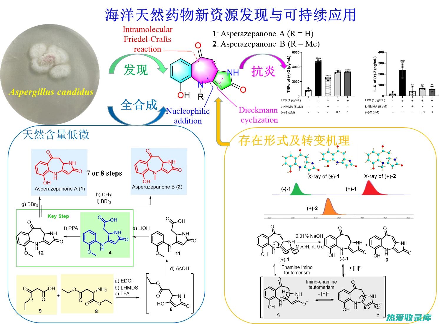 与某些药物有相互作用：八角金莲可能会与某些药物发生相互作用，如降压药、抗凝血药等，服用前应咨询医生。(与某些药物有关的英文)