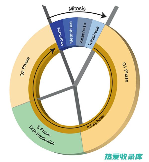 调节细胞周期：枳实子提取物可以影响肿瘤细胞的细胞周期，阻止它们分裂和增殖。(调节细胞周期的基因)