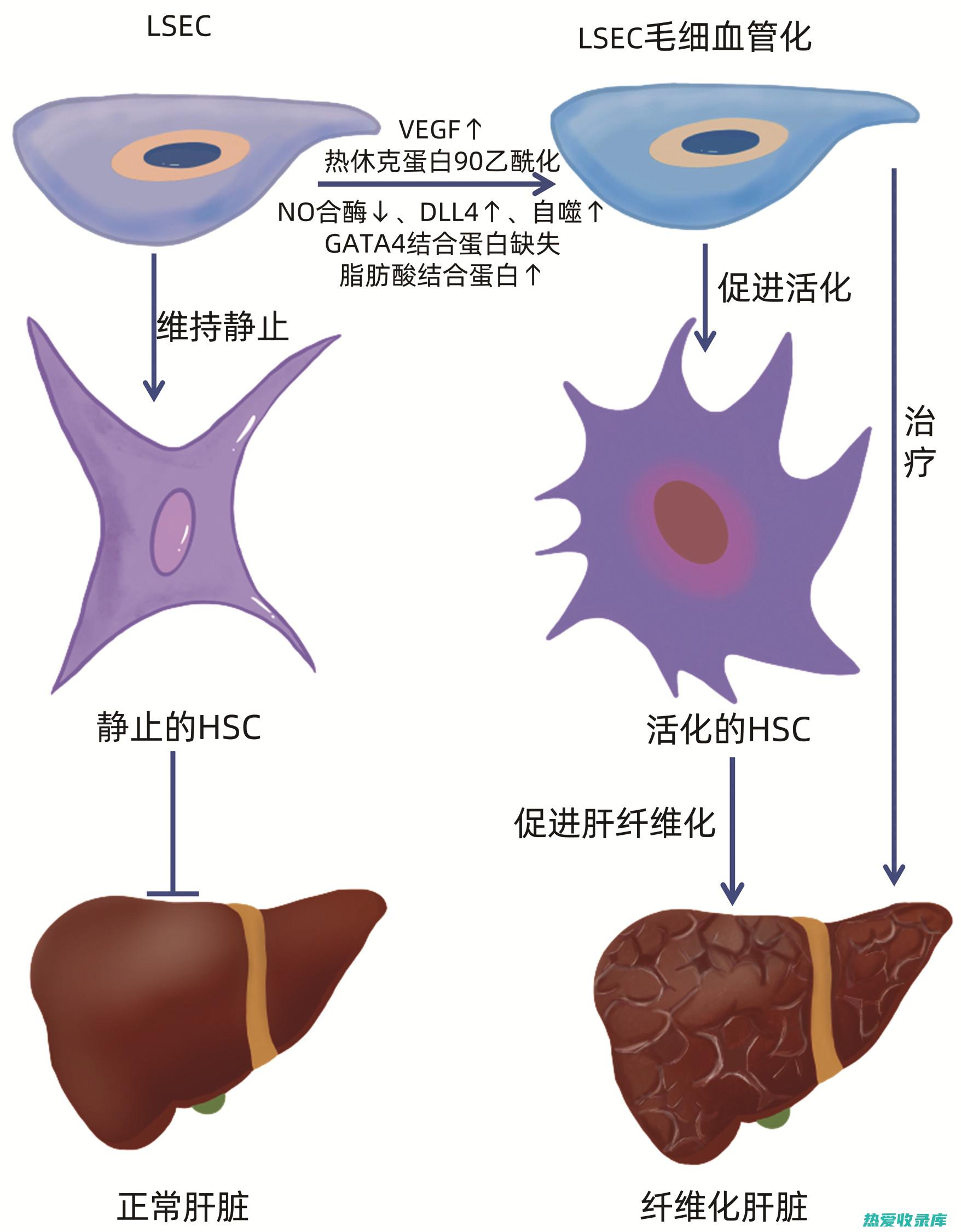 枳实子可以诱导血管内皮细胞凋亡