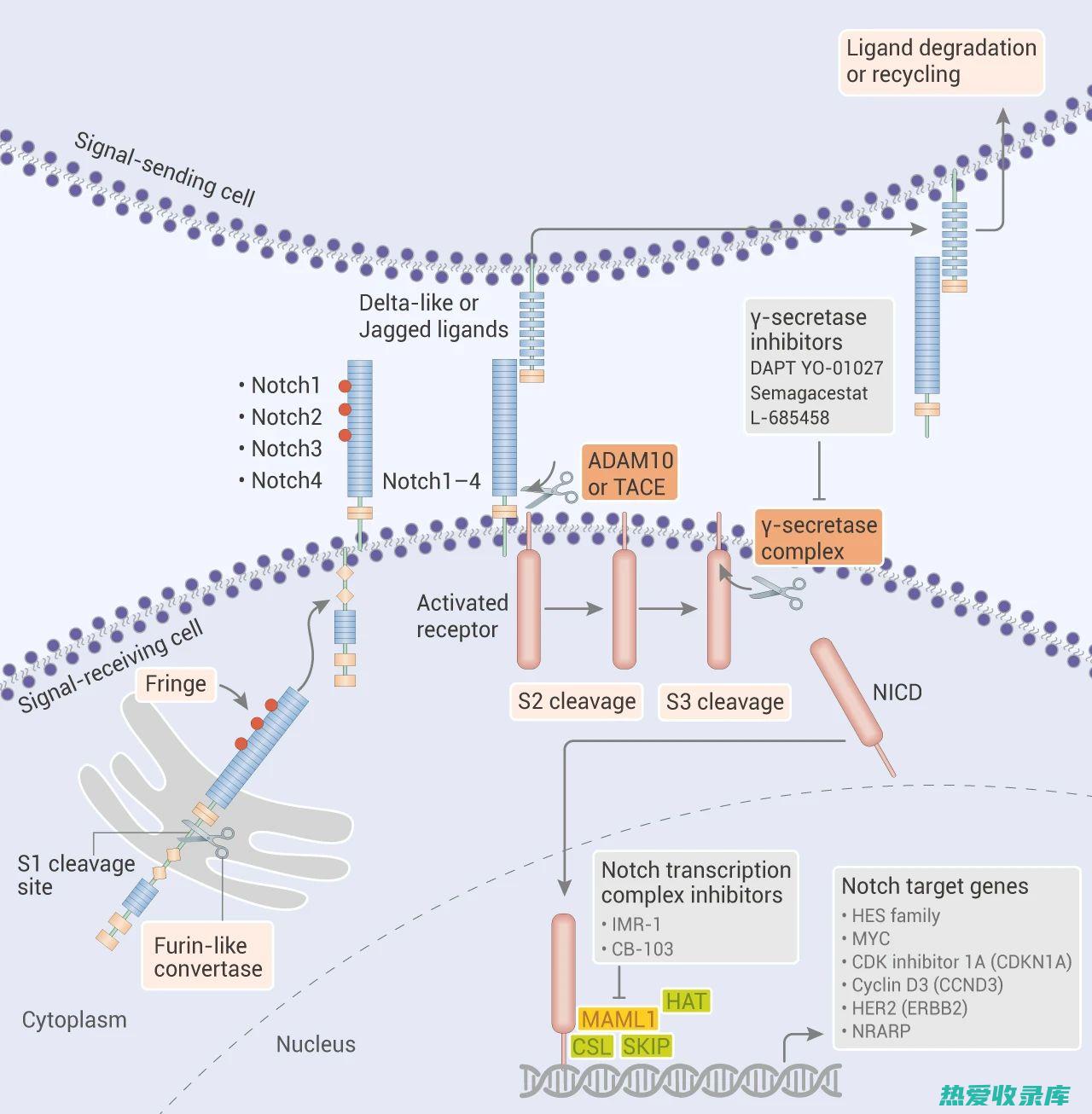 抑制血管生成因子表达：血管生成因子是一种促进血管生成的细胞因子。枳实子提取物可以抑制血管生成因子的表达，从而阻碍血管生成。(抑制血管生成是什么意思)