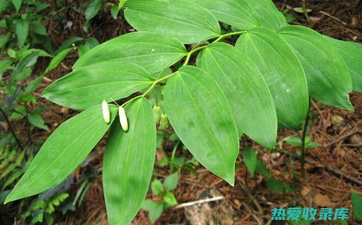 中黄草：功效与作用概览 (中黄草是什么中药)