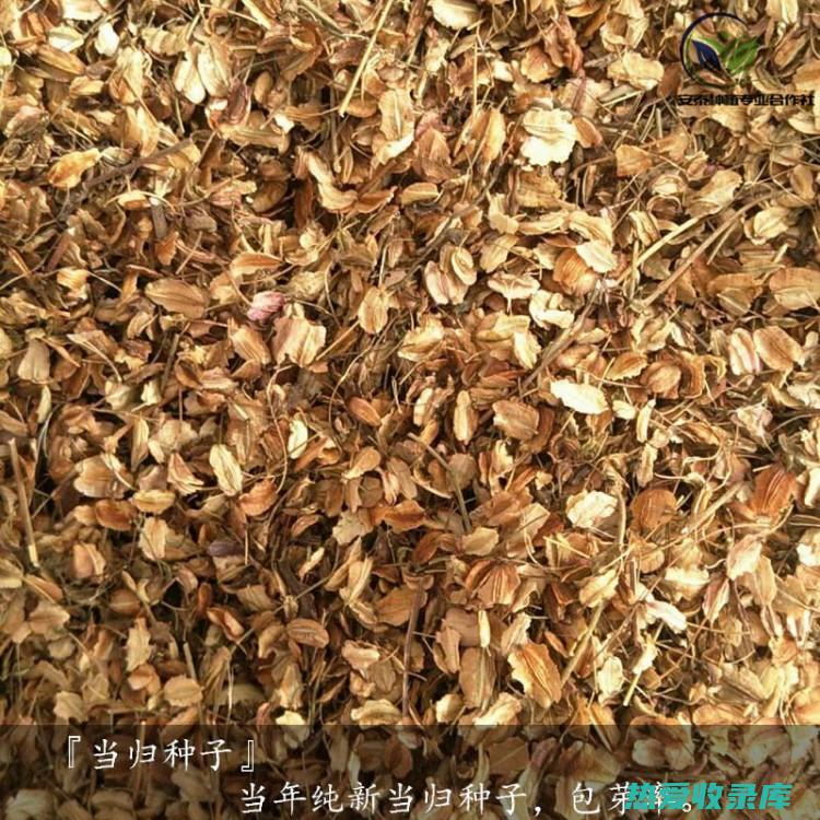 当归种子：源自中药宝库的养生佳品 (当归种子价格及种植方法)