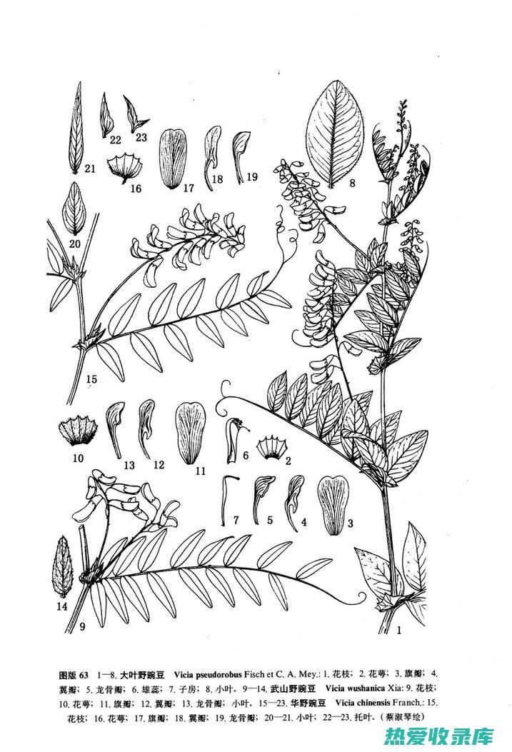 野豌豆：一种传统的草药及其药理作用 (野豌豆又叫什么名字)