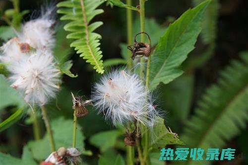 精骨草的功效与作用：振奋精神，活血化瘀，舒筋活络，强身健体 (精骨草的功效与作用)