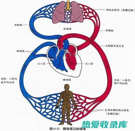 呼吸困难(呼吸困难喘不过气来是怎么回事)