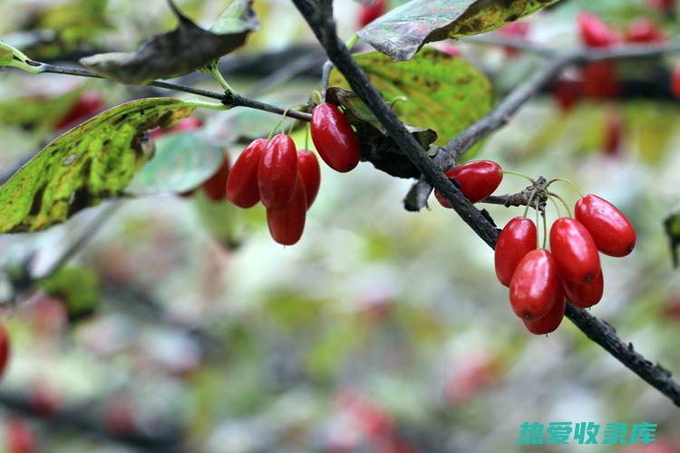 抗炎：茱萸肉含有抗炎化合物，可以帮助减轻炎症和疼痛。(茱萸肉中药)