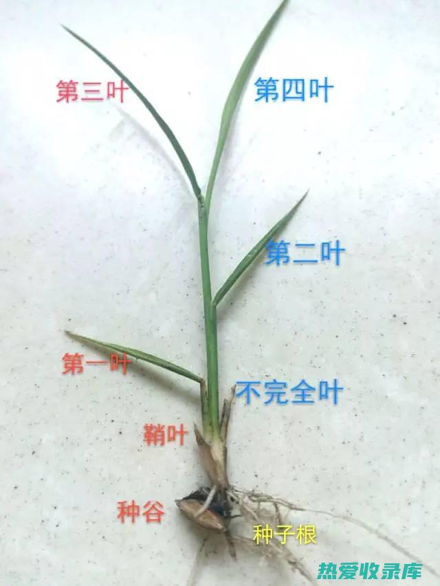 叶鞘：指禾本科植物叶片基部包茎的部分。 (禾本科植物叶鞘)