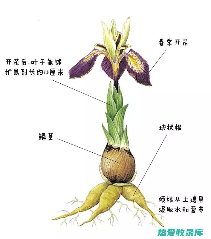 茎类茎：指植物的茎干。 (冬瓜是根类还是茎类)