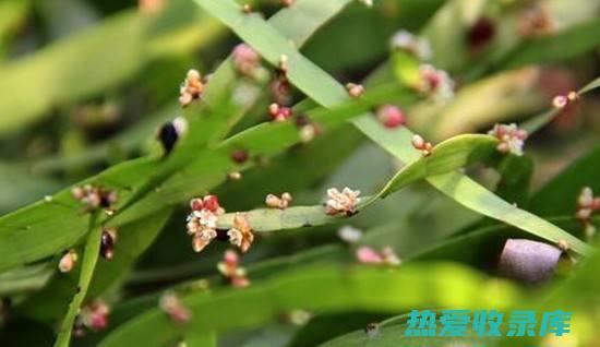 藤：指木本植物的长而蔓生的茎。 (什么是藤木植物)