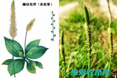 花序：指植物上着生花朵的排列方式。 (花序指什么)