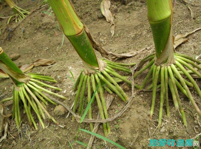 须根：指植物的侧根。 (须根植物有哪些?)