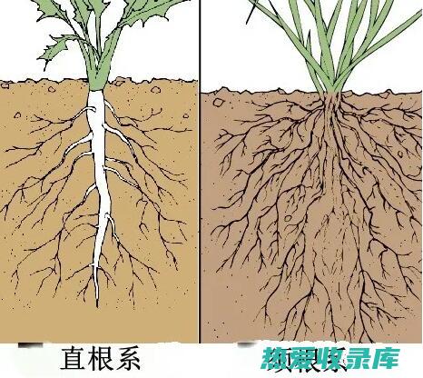 根须：指根尖上的细小纤维状结构。 (根须还是须根)