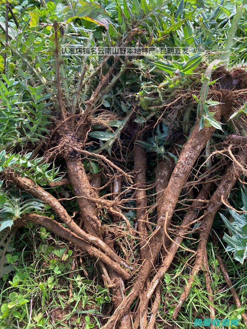 抗炎：马刺草含有抗炎成分，可以帮助减轻发炎症状，如关节炎、肠炎等。(马刺草的作用)