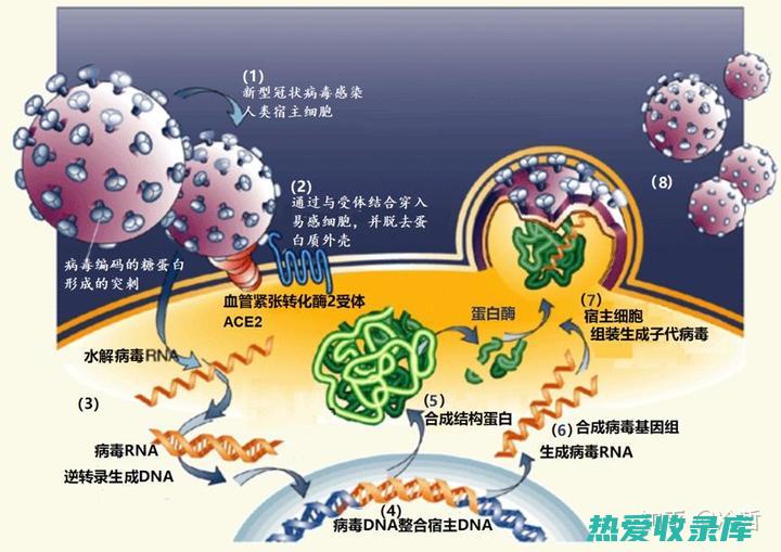 抗病毒作用：松叶中某些化合物具有抗病毒作用，可以抑制病毒的复制，帮助治疗病毒感染。(干扰素如何发挥抗病毒作用)