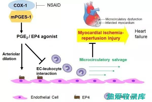 抗心肌缺血，保护心脏细胞(抗心肌缺血药物有哪些)