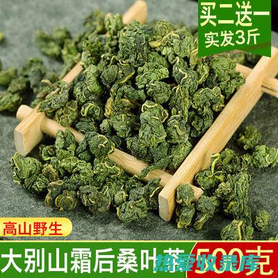 冬桑叶性味功效 (冬桑叶性味功能)