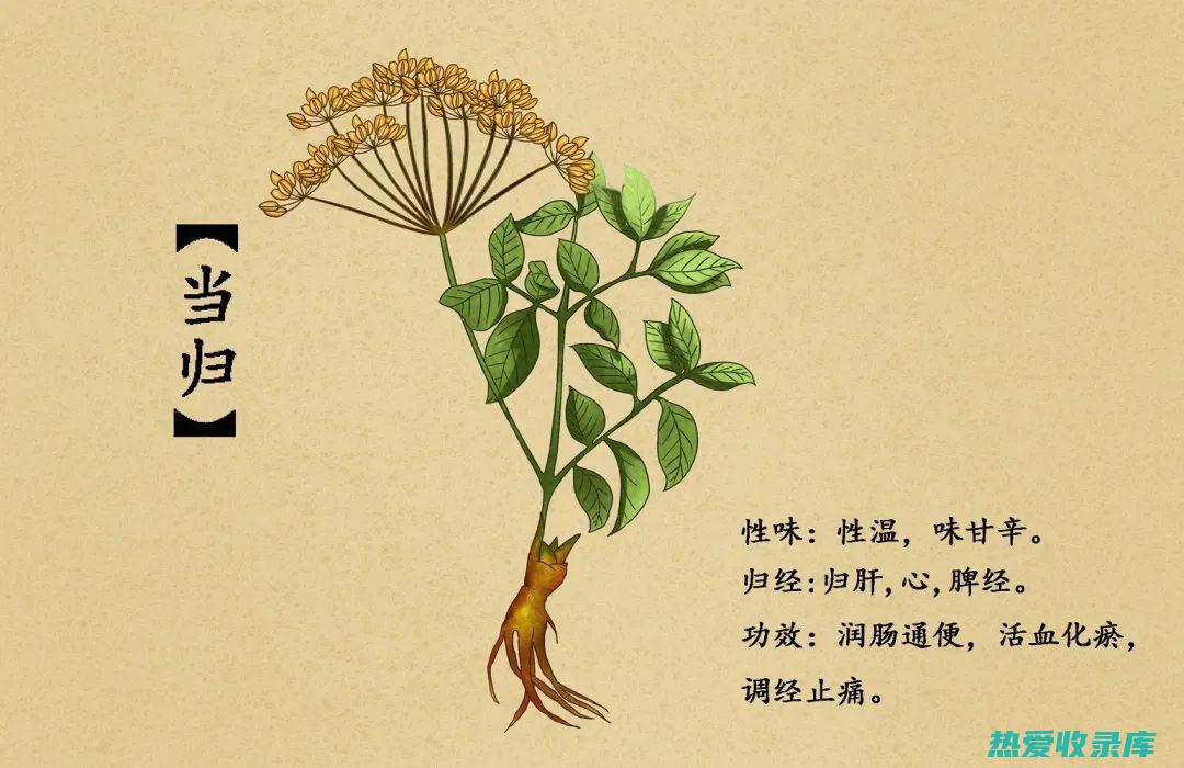 药材植物：人参、当归、黄芪、枸杞、菊花等(人部药材)