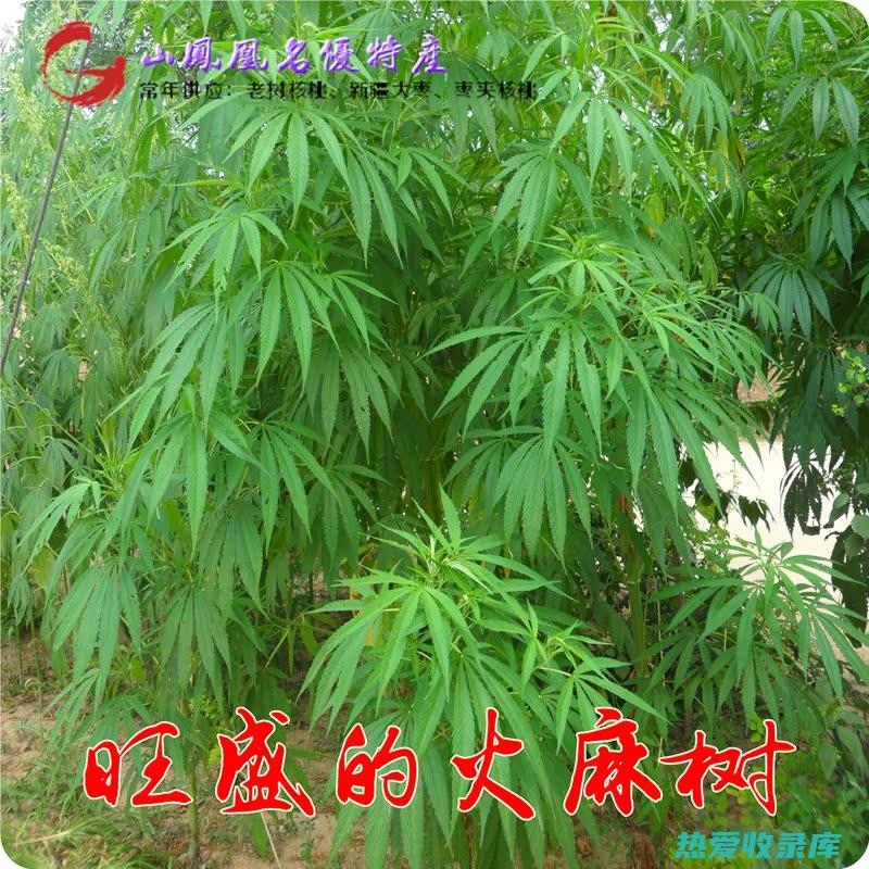 植物麻木子的作用及功效 (麻木是什么植物)