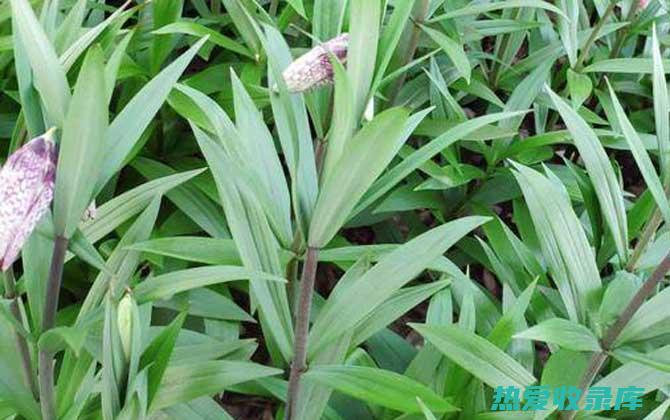 野生贝母：令人惊叹的多功能草本植物及其功效 (野生贝母是保护植物吗)