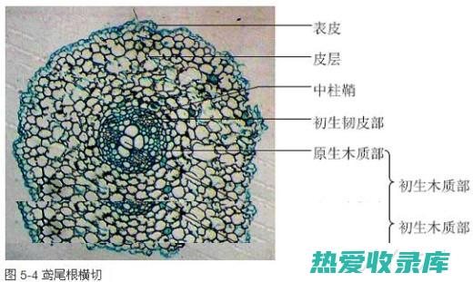 根部和根茎细长，呈白色或淡黄色(根部和根茎细胞的区别)