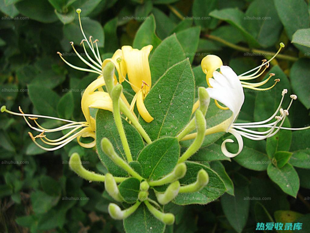 金银花(金银花茶可以去肝火吗)