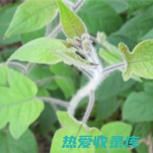 白毛藤的药用价值与疗效 (白毛藤的药用功效)