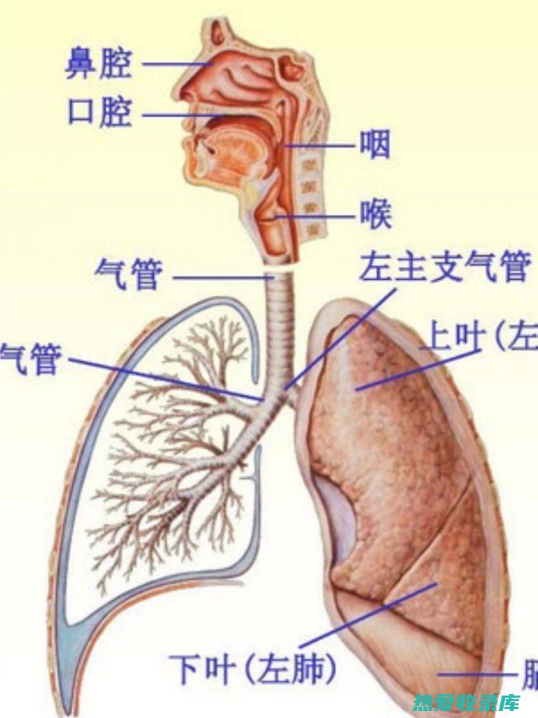 呼吸系统疾病：如支气管炎、肺炎、肺结核、哮喘等，可起到清热化痰、镇咳平喘的作用。(呼吸系统疾病五大常见症状)