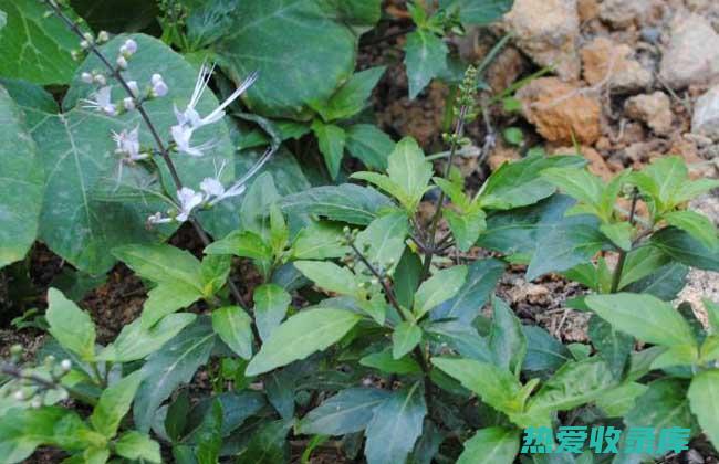 麦须草：功效与作用详解 (麦须草的功效)