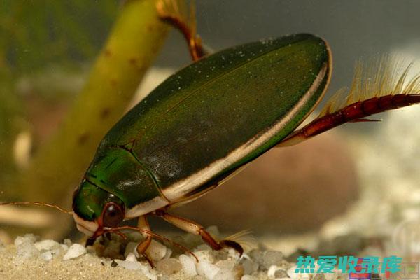 龙虱的功效：揭秘这种神奇生物的健康益处 (龙虱的功效与作用吃法)