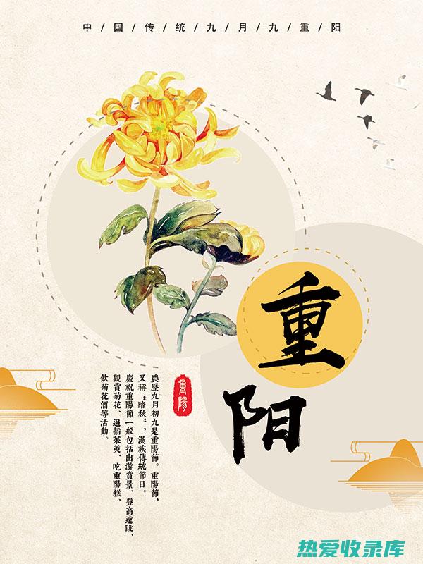 菊花（重阳节）：代表长寿、健康和吉祥(菊花重阳节诗句)