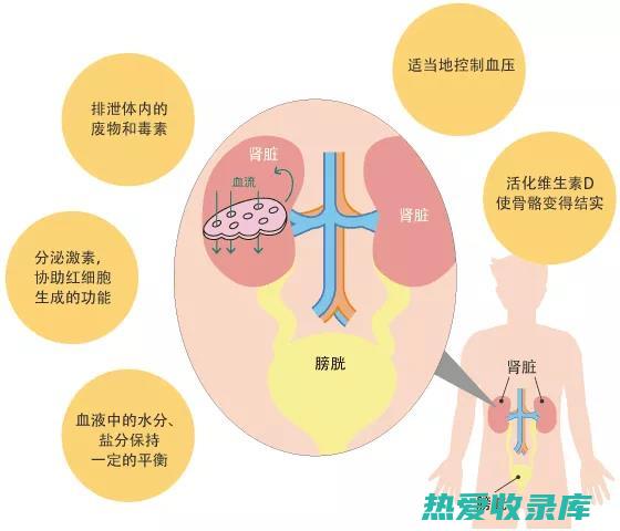 肝肾功能不全的人群(肝肾功能不全是指什么)