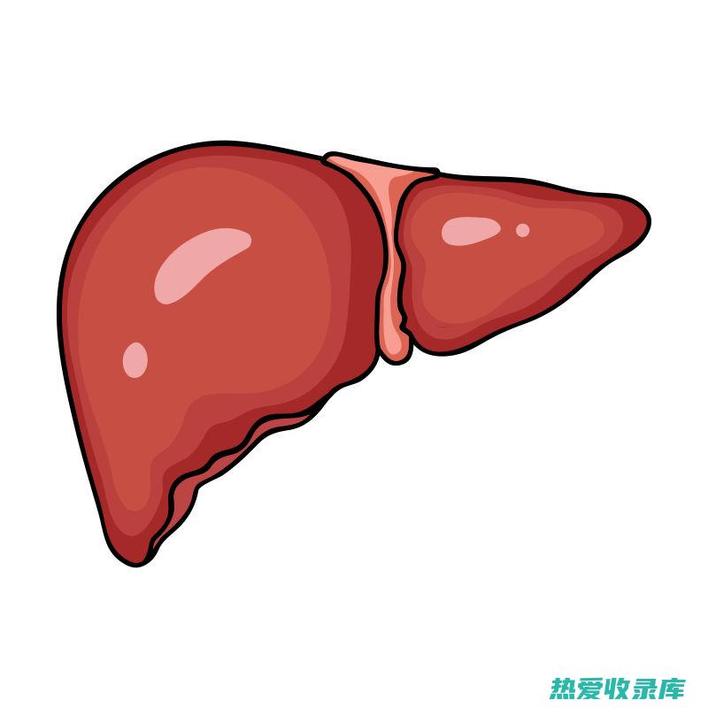 保护肝脏：白花丹根可以促进肝细胞再生，修复肝脏损伤。(保护肝脏的五种食物)