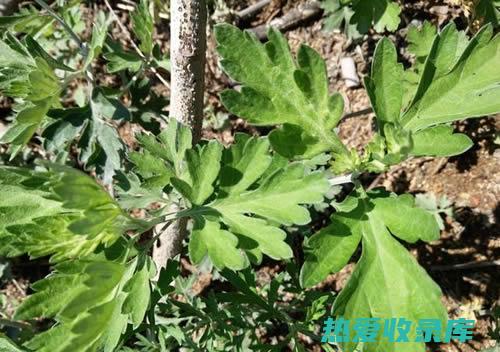 泡脚：用艾草、生姜等祛湿中药泡脚，可以帮助祛除体内湿气。(泡脚用艾草和什么搭配)