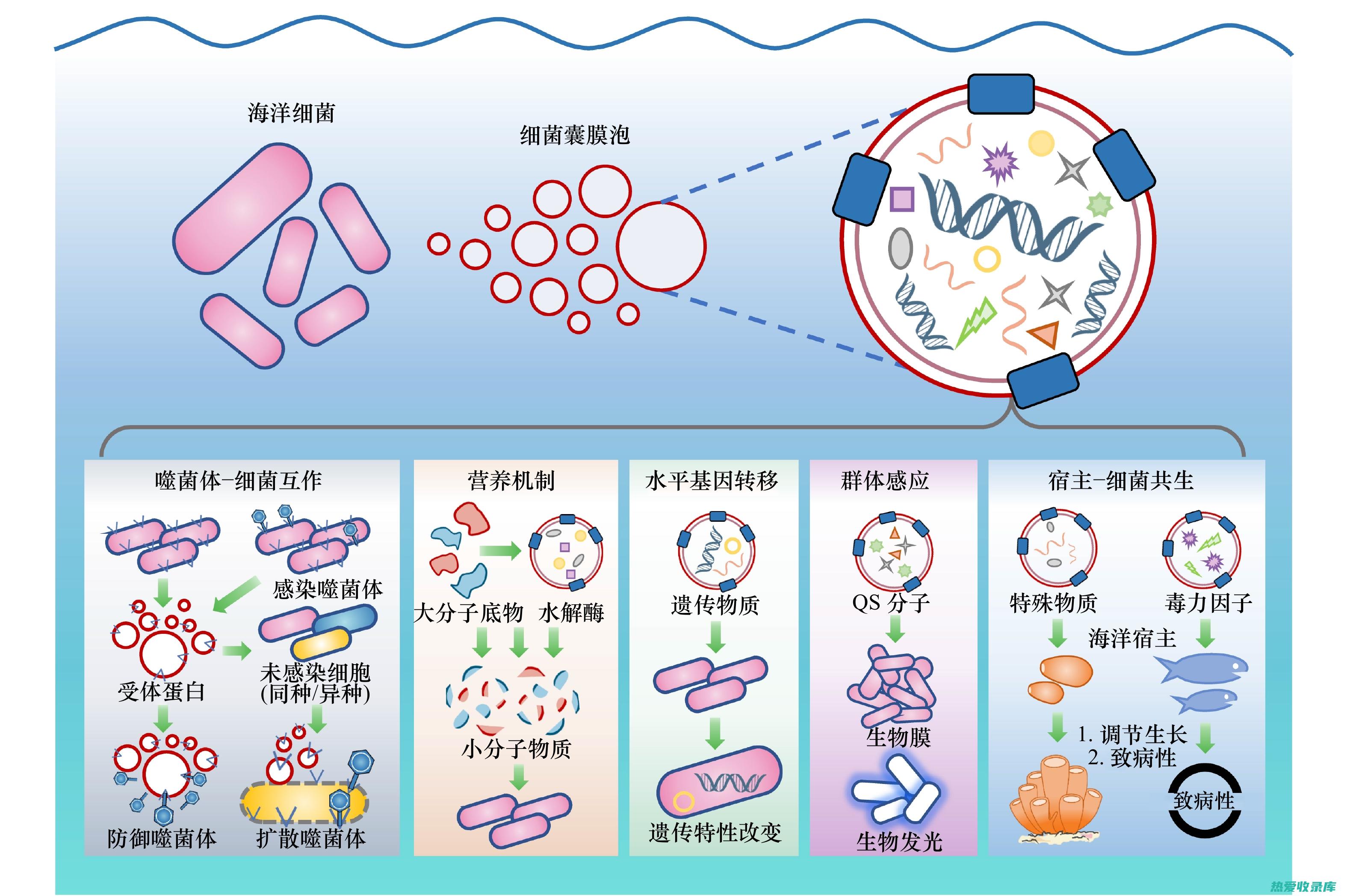 常见中草药泡水养生全攻略：功效大盘点 (常见中药泡水)