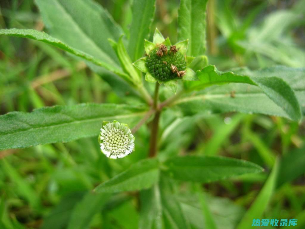 揭开中草药旱莲草的神奇功效 (spans是什么意思)