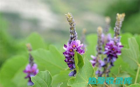 中药葛花功效与作用：养肝解毒、活血化瘀、消肿止痛 (中药葛花功效与作用)