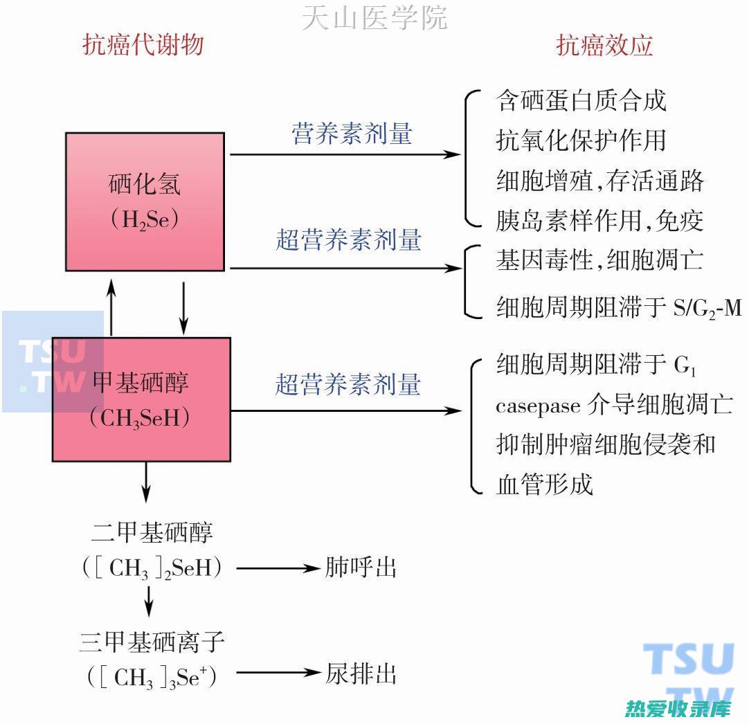 抗癌作用：一些研究表明，药蜜可能具有抗癌作用。需要更多的研究来证实这些发现。(抗癌功效与作用的药草)