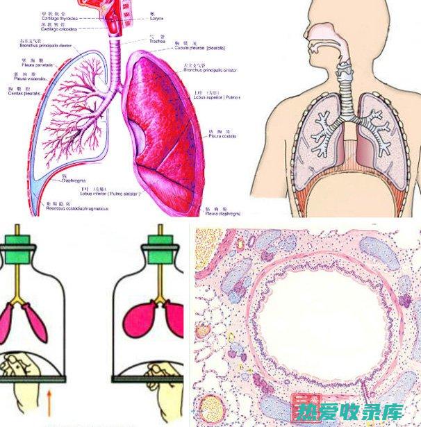 呼吸系统疾病：咳嗽、哮喘、慢性支气管炎(呼吸系统疾病ppt课件)