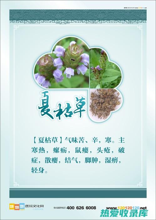 中草药名称及功效大全：探索天然疗法的宝库 (中草药名称及功效作用)