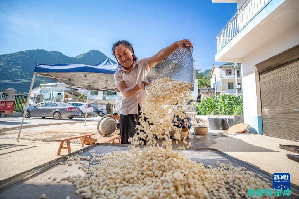 西藏贝母：功效与作用，揭秘这味珍贵中药 (西藏贝母功效与作用)