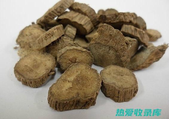 川牛膝的疗效、作用和禁忌 (川牛膝的药用)