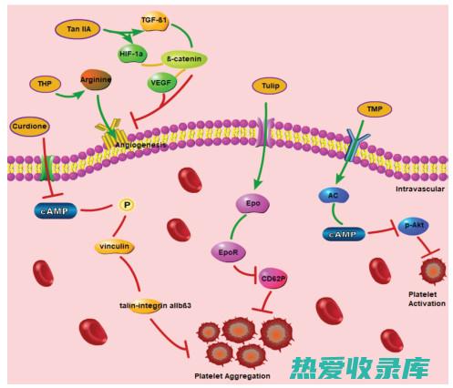 活血化瘀中药还可以用于治疗妇女病：如月经不调、痛经、产后恶露不尽等。(活血化瘀中药饭前喝还是饭后喝效果好)