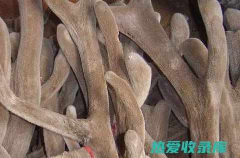 肉茸神奇功效：全面解析其健康益处 (肉茸神奇功效是什么)