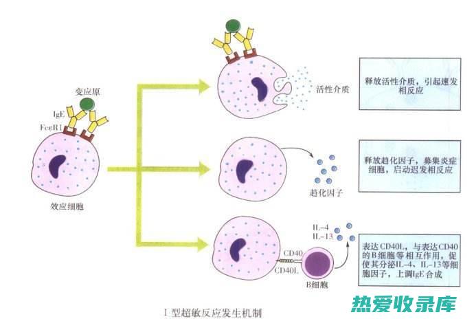 过敏反应：有些人可能对某些古草过敏。 (过敏反应有明显的遗传倾向和个体差异)