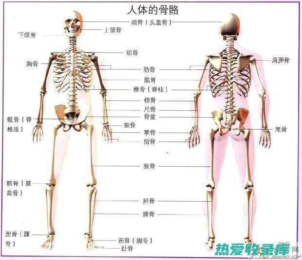 增强骨骼健康：红子富含维生素K，这对骨骼健康至关重要。(增强骨骼健康是否能减少骨折概率)