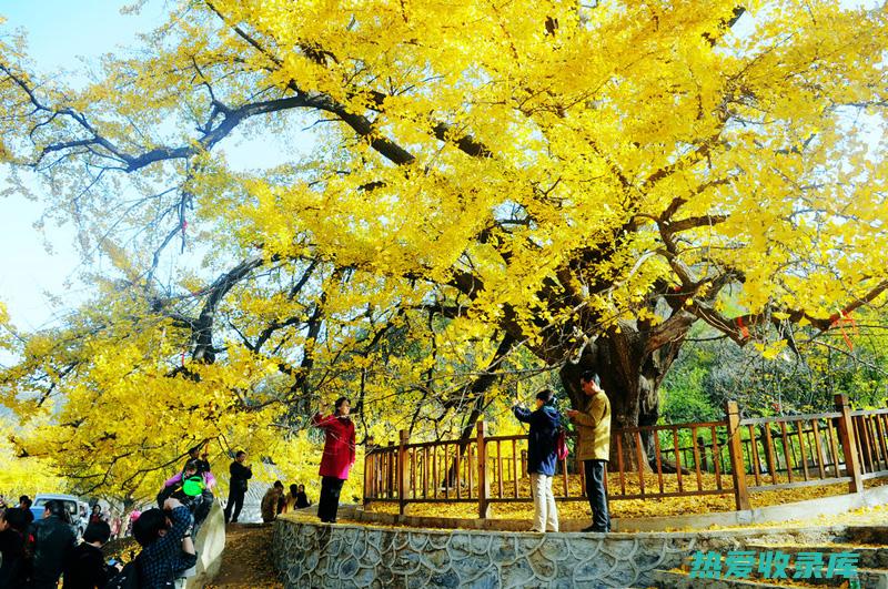 木冬镇静神经系统